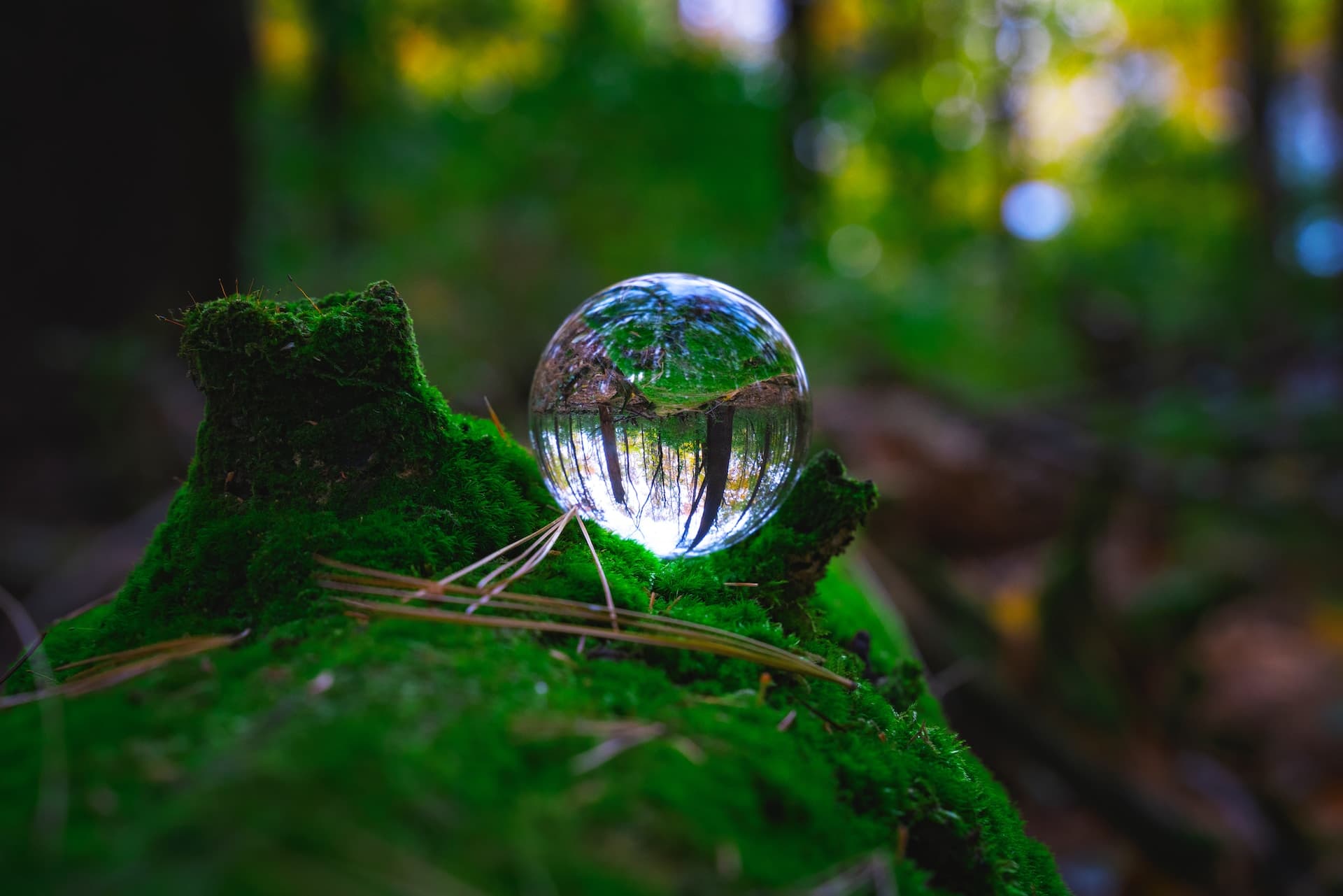 Bulle d'eau posée sur un tronc moussu, reflétant l'environnement forestier environnant.